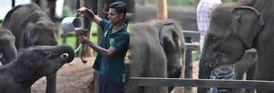 Udawalawa National Park